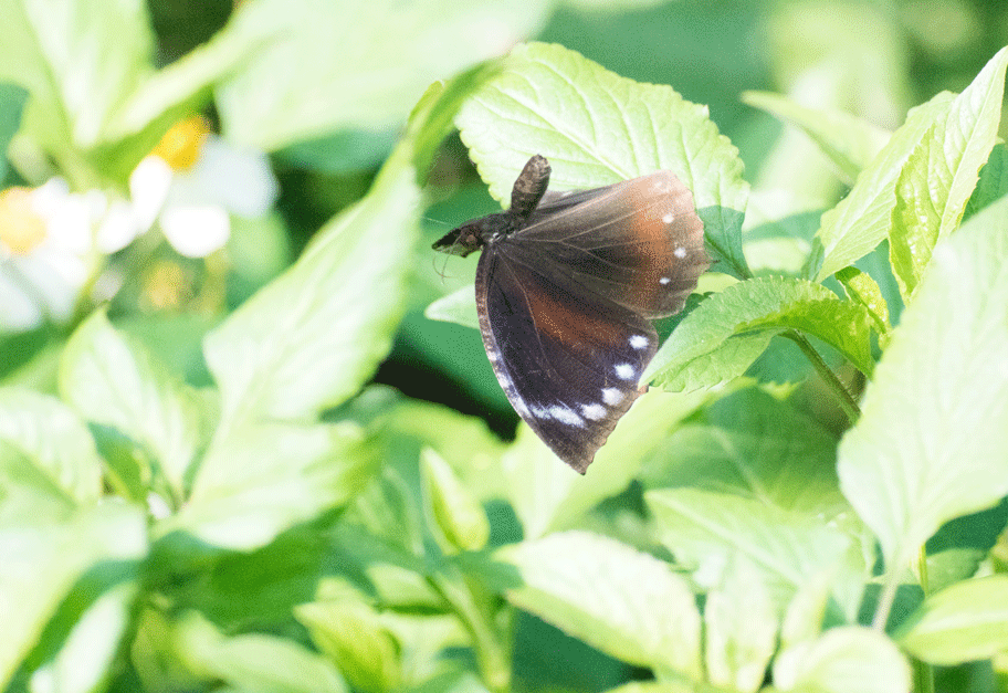 a0126632_20355197.gif