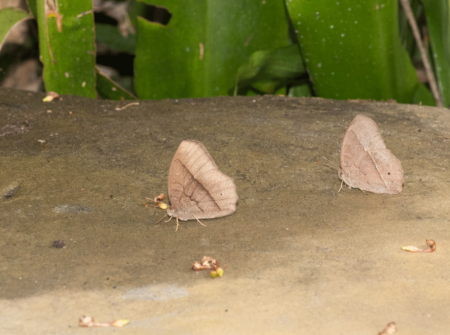 a0126632_20470801.gif