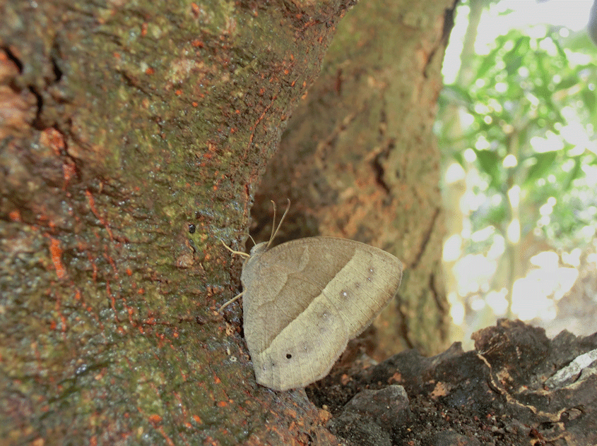 a0126632_21163178.gif
