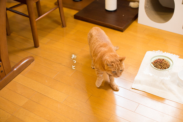 椅子にぴょん_d0355333_19505712.jpg