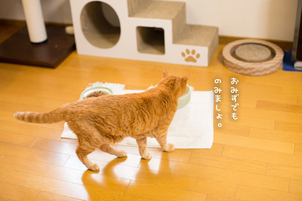 椅子にぴょん_d0355333_19505918.jpg