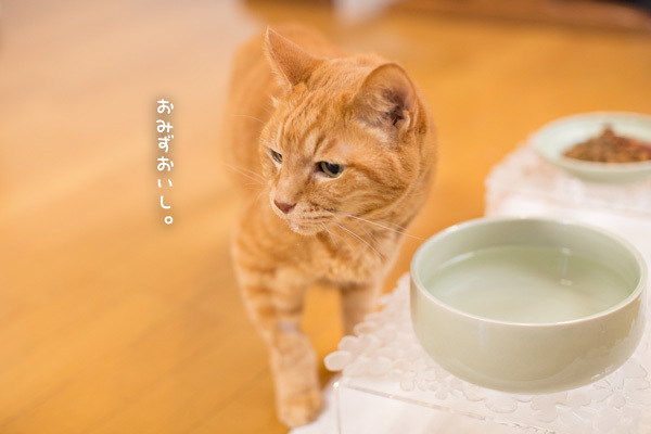 椅子にぴょん_d0355333_19510631.jpg