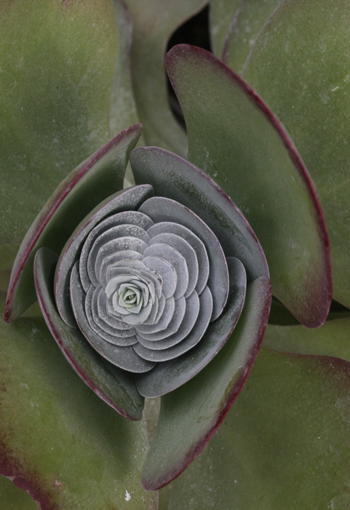 大阪　河内長野市　花の文化園　サボテンの花_c0108146_23463095.jpg