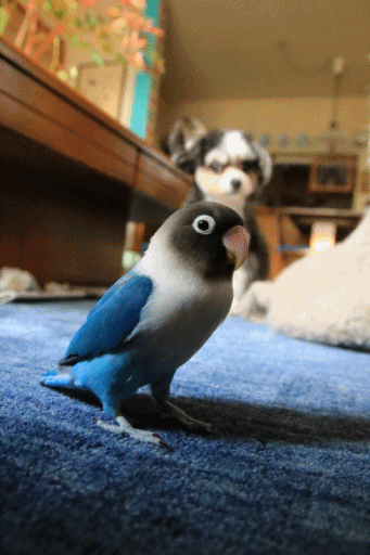c0145250_14562116.gif