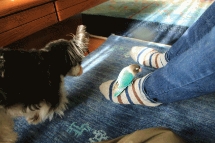 c0145250_14562768.gif