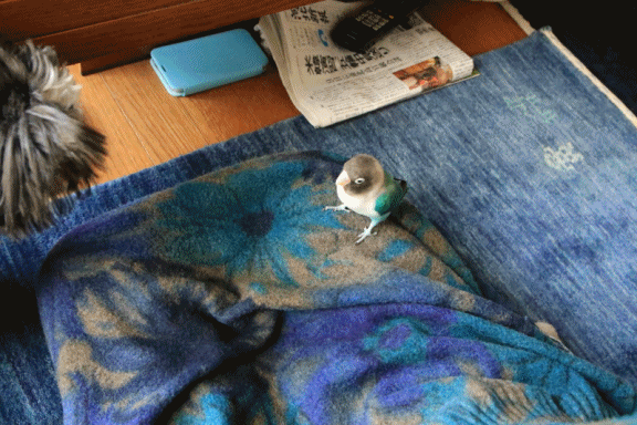 c0145250_14563617.gif