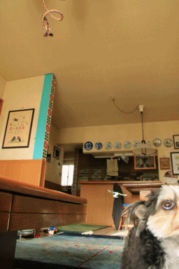 c0145250_14564288.gif