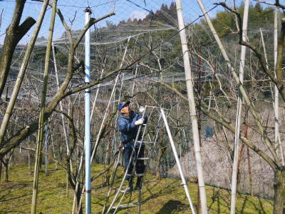 太秋柿 剪定作業2018 その2(誘引作業とこれからのこと)_a0254656_16584072.jpg