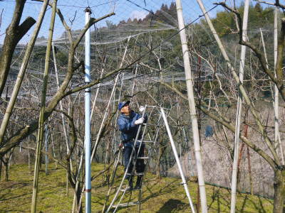 太秋柿　剪定作業2018　その２（誘引作業とこれからのこと）_a0254656_16584072.jpg