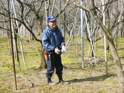 太秋柿 剪定作業2018 その2(誘引作業とこれからのこと)_a0254656_17262071.jpg