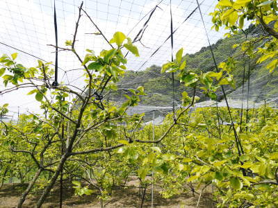 太秋柿 剪定作業2018 その2(誘引作業とこれからのこと)_a0254656_17351669.jpg