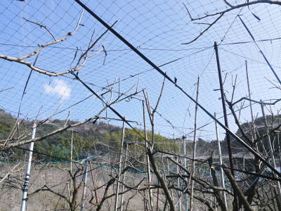 太秋柿 剪定作業2018 その2(誘引作業とこれからのこと)_a0254656_17485955.jpg