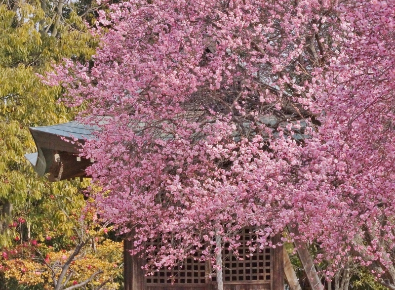 鈴なりのピンク色の梅が満開　御厨神社（二見梅林）_b0063958_22245774.jpg