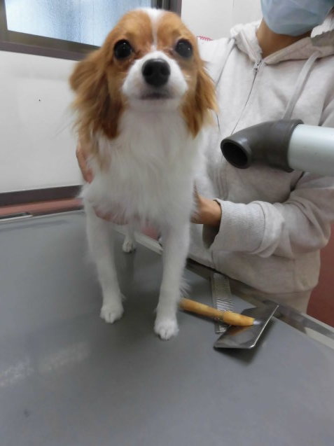 マロンちゃんのお泊り (2月)_e0367571_19401926.jpg