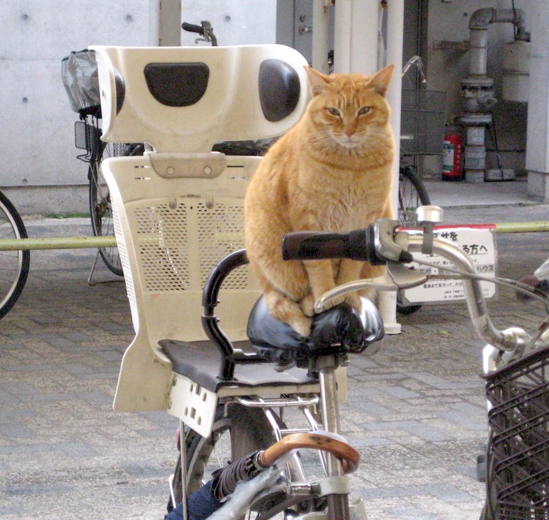 自転車猫 Push Pull