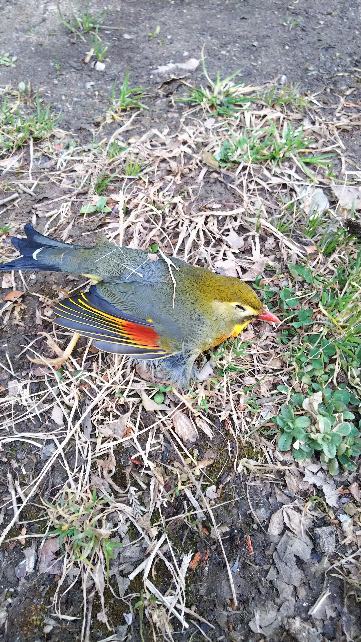 相思鳥の悲劇_e0303187_22472375.jpg