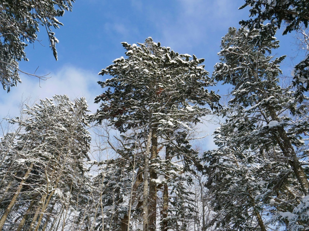  鳴尾山、2018.2.22_f0138096_11500812.jpg