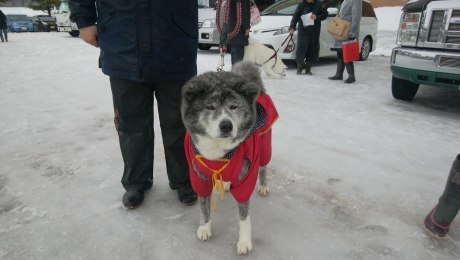 2018 犬っこまつり♪_b0285010_21112617.jpg