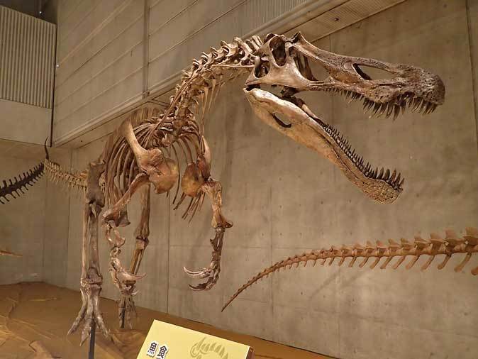 恐竜 スピノサウルス 歯化石 美麗 炊け