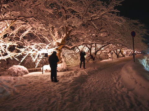 冬に咲くさくらライトアップ：弘前公園*2018.02.24_b0147224_15575191.jpg