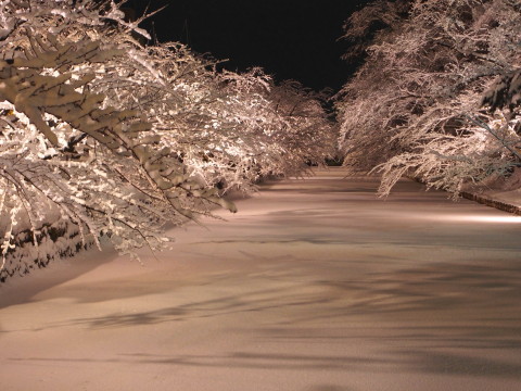 冬に咲くさくらライトアップ：弘前公園*2018.02.24_b0147224_1557942.jpg