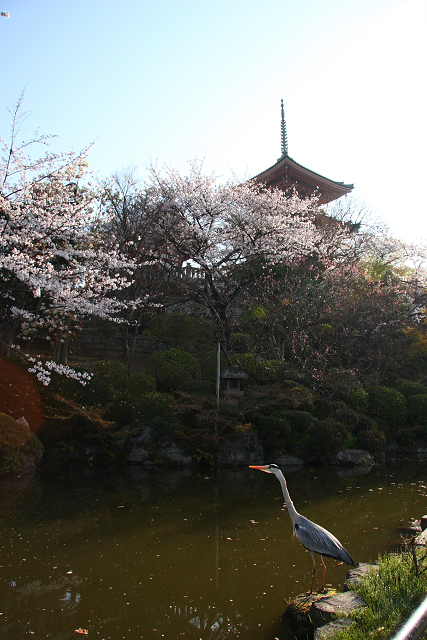 京都回顧 桜の清水寺（後編）_b0169330_14561798.jpg