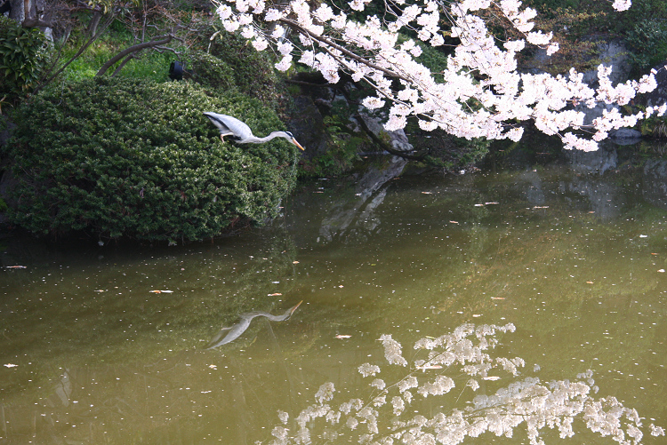 京都回顧 桜の清水寺（後編）_b0169330_1645133.jpg