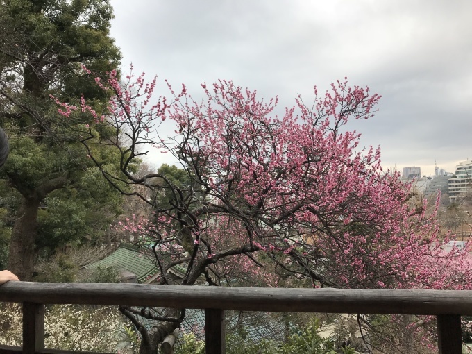 遅ーい新年会&梅見の撮影会❁_f0140343_17043118.jpg