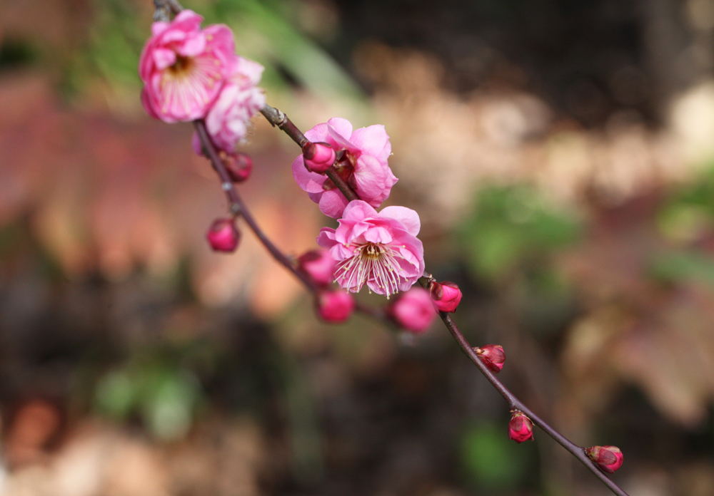 大阪　河内長野市　花の文化園　マホニア　ハボタン・・・_c0108146_21182392.jpg