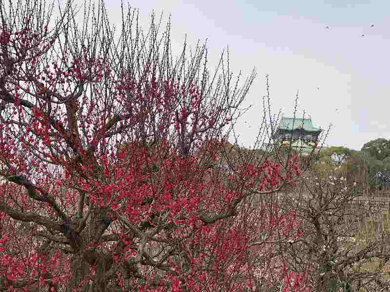 久々の大阪城公園 梅は5部咲きでした 18 2 25 ちゃーぼー日記 久々の大阪城公園 梅は5部咲きでした 18 2 25 ちゃーぼー日記
