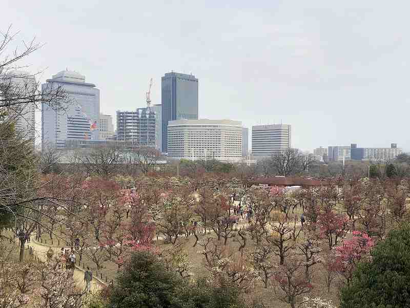 久々の大阪城公園、梅は5部咲きでした!  2018.2.25_d0151746_19592478.jpg