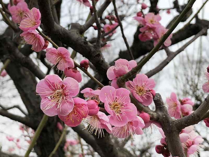 久々の大阪城公園、梅は5部咲きでした!  2018.2.25_d0151746_20053755.jpg