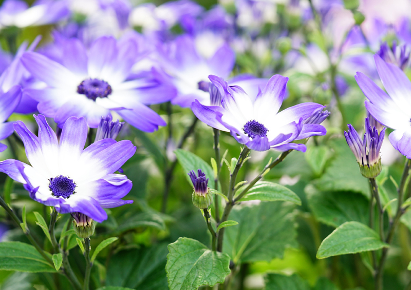 温室の花（百合が原公園）_a0112747_22173141.jpg