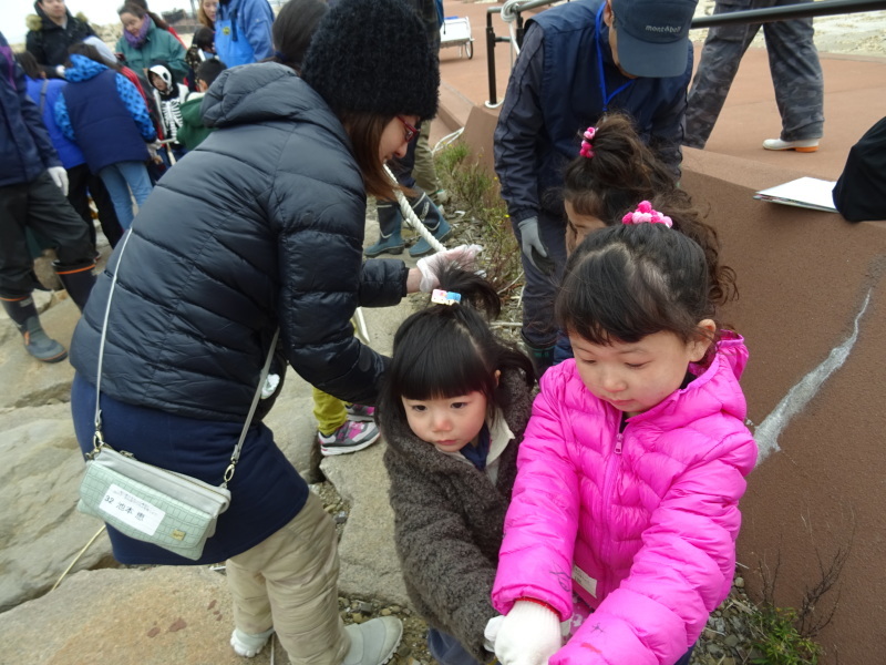 『みんなで一緒にワカメを育てよう:収獲祭り』・・・せんなん里海公園_c0108460_19474614.jpg