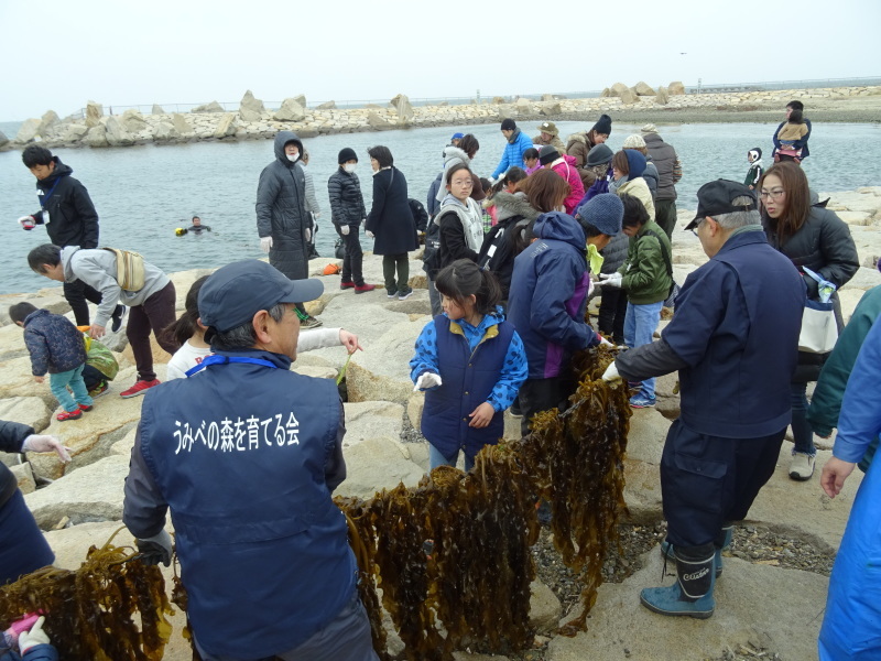 『みんなで一緒にワカメを育てよう:収獲祭り』・・・せんなん里海公園_c0108460_19480249.jpg