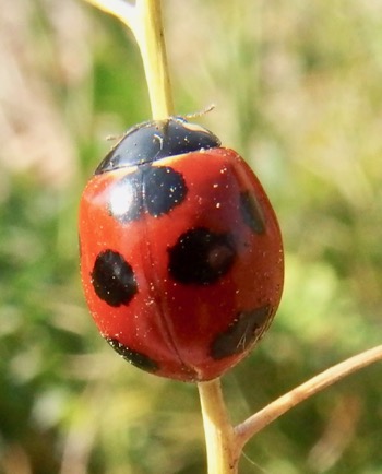 #テントウムシ 『七星天道』　Coccinella septempunctata _f0238961_16543036.jpg