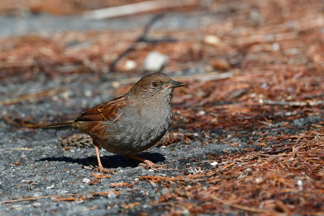 カヤクグリ_f0053272_15165545.jpg