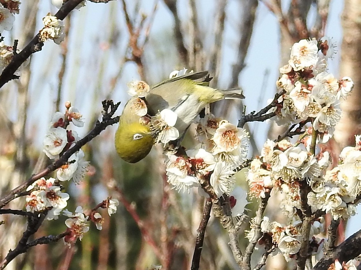 ★先週末の鳥類園(2018.2.24~25)_e0046474_16340653.jpg