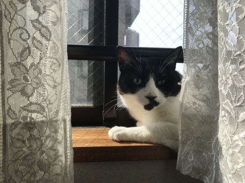 キャットシッティング打ち合わせ実習_f0054677_08212527.jpg