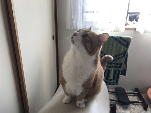 キャットシッティング打ち合わせ実習_f0054677_08214564.jpg