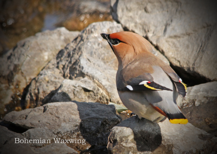 キレンジャク：Bohemian Waxwing_b0249597_07144251.jpg