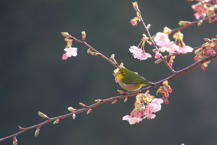 河津桜、津久見へ_f0130601_23393728.jpg