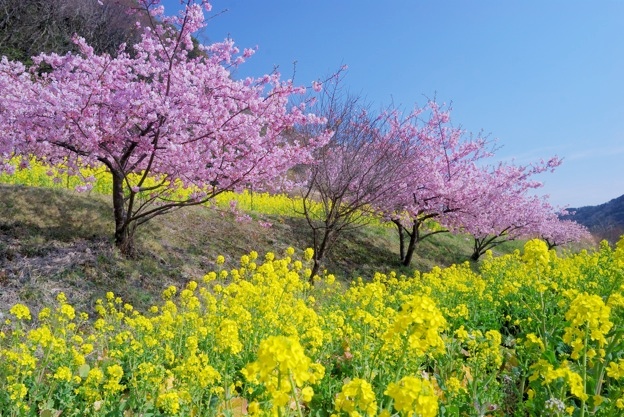 南房総・鋸南町の河津桜（2018年）_d0083502_23413974.jpg