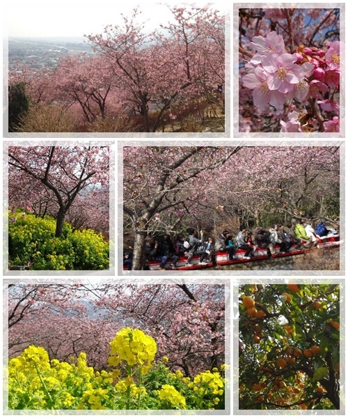 2月26日（月）　松田山の河津桜_d0048312_19060736.jpg