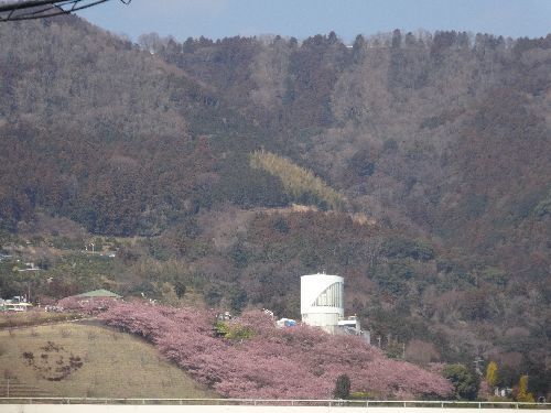 2月26日（月）　松田山の河津桜_d0048312_19101863.jpg