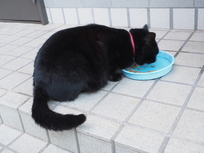 食事タイム&外のくうちゃん_c0116915_23155316.jpg