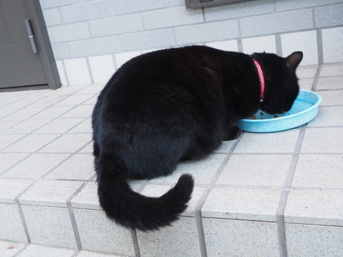 食事タイム&外のくうちゃん_c0116915_23160469.jpg