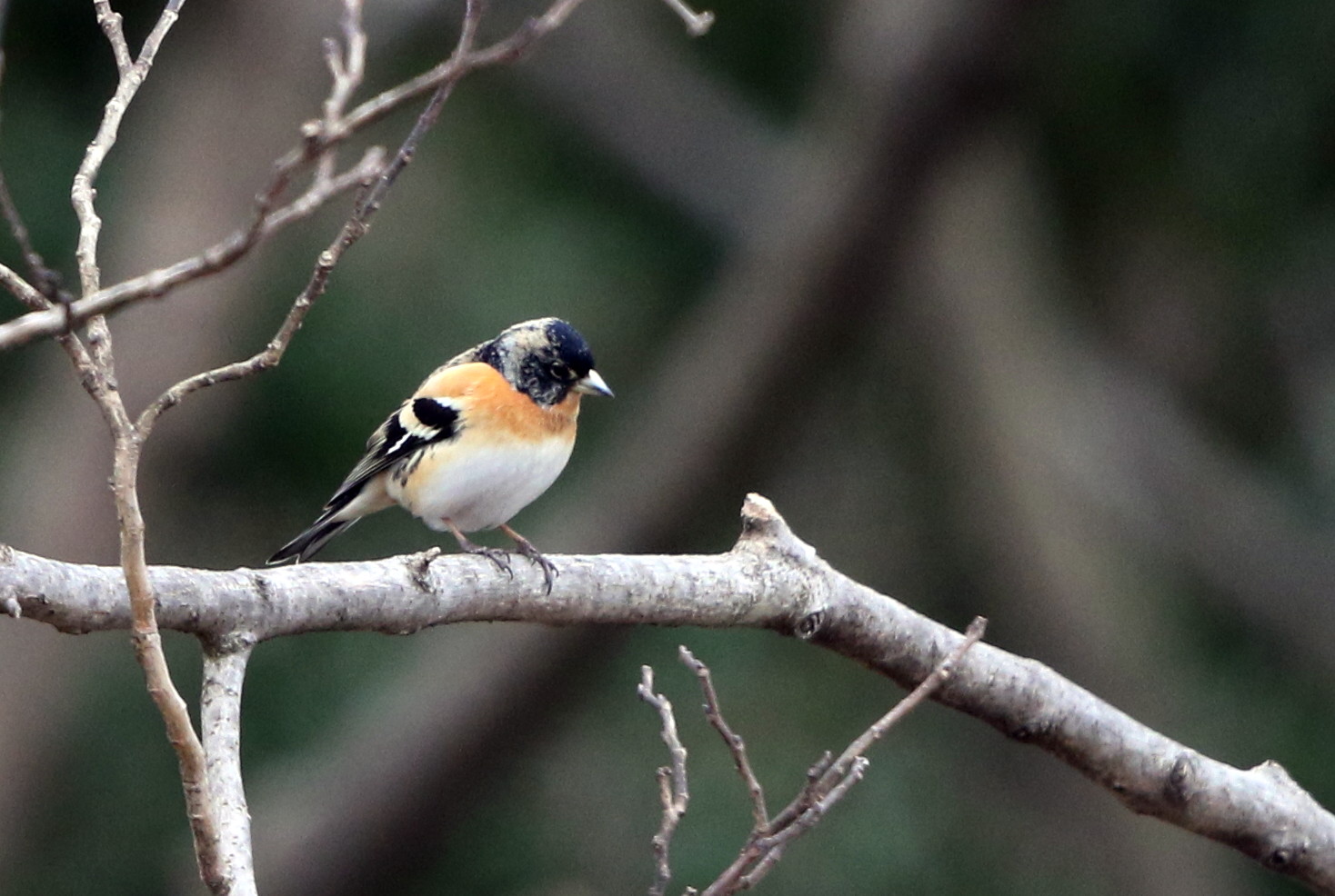 アトリの群れを見る事が出来ました 私の鳥撮り散歩