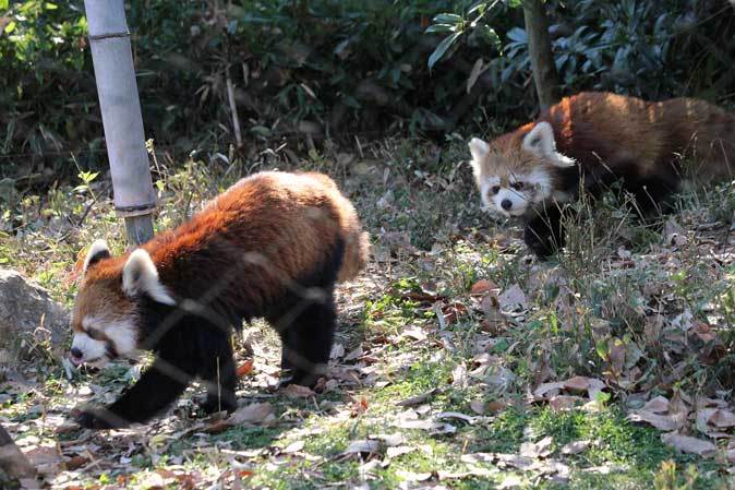 ちびっ子、花盛り！年末のSCZOO_b0355317_22095231.jpg