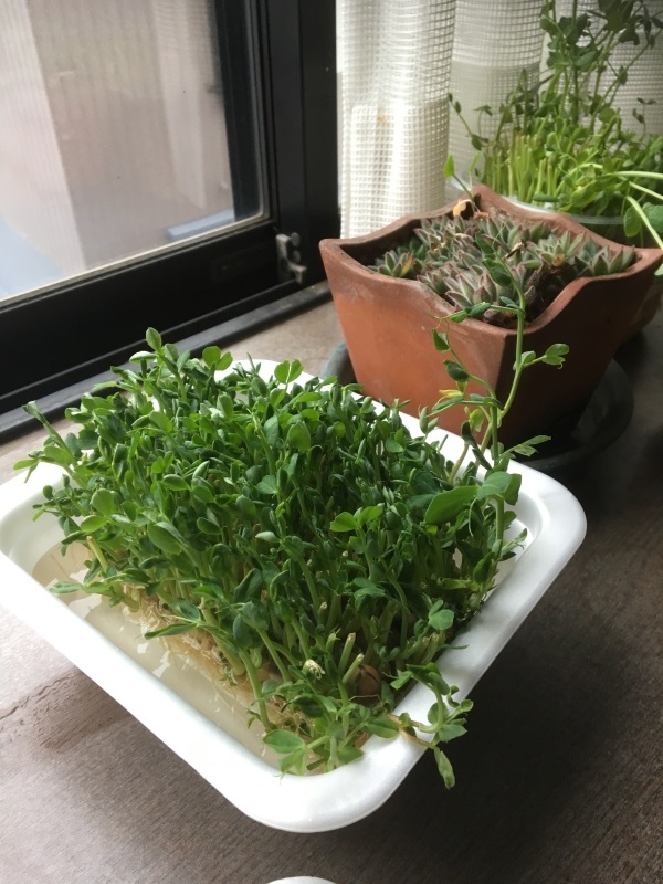 d0359930_14252022.jpeg